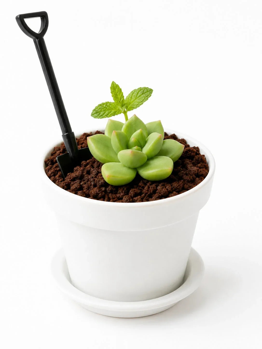 White Chocolate Matcha Garden Pot Dessert